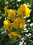 Senna corymbosa var corymbosa